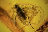 Fossil Wasp (Hymenoptera) & Several Flies (Diptera) In Baltic Amber #105489-1